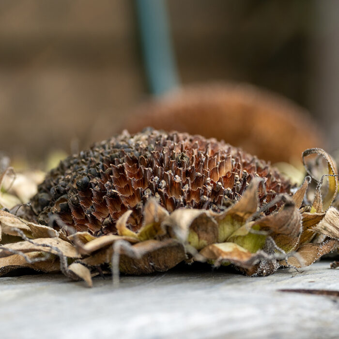 Kopf einer Sonnenblume