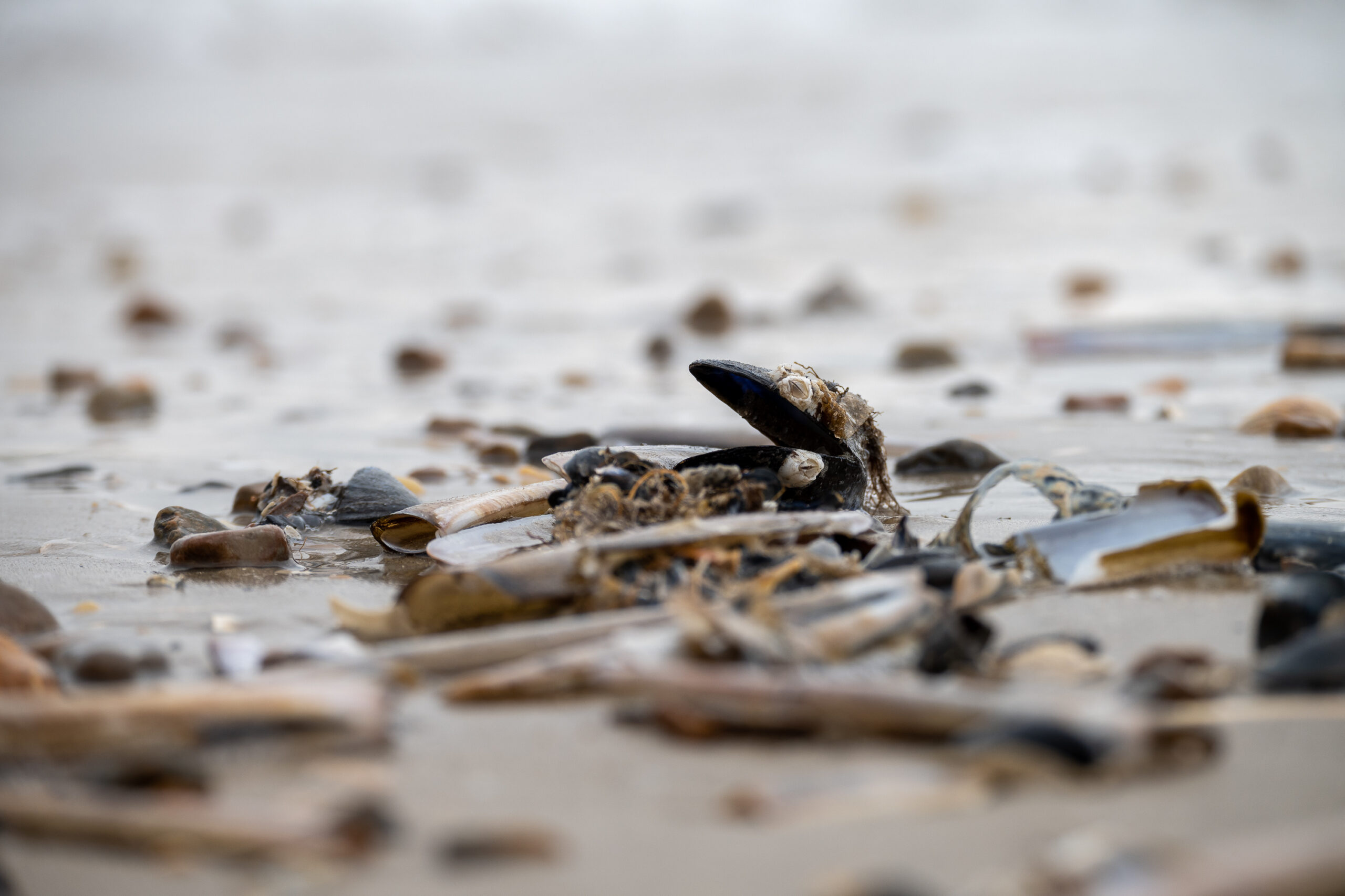 Muscheln am Strand an der dänischen Nordseeküste