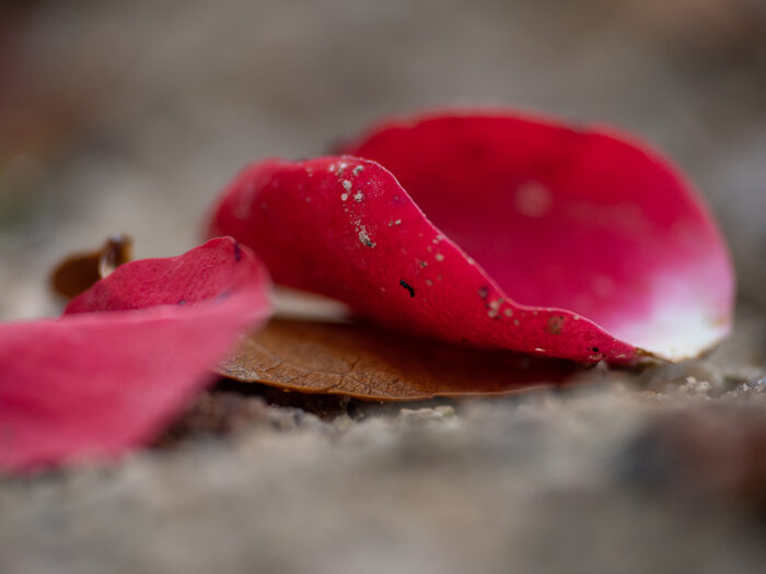 Rosenblätter