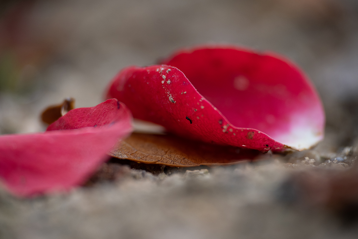Rosenblätter