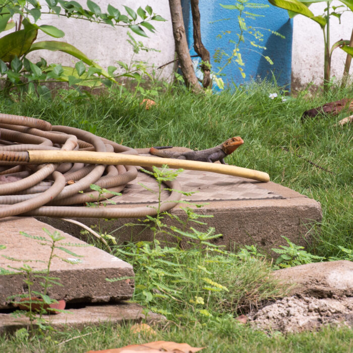 70 Ein Salamander sitzt an einem Gartenschlauch, der aufgerollt auf dem Boden liegt