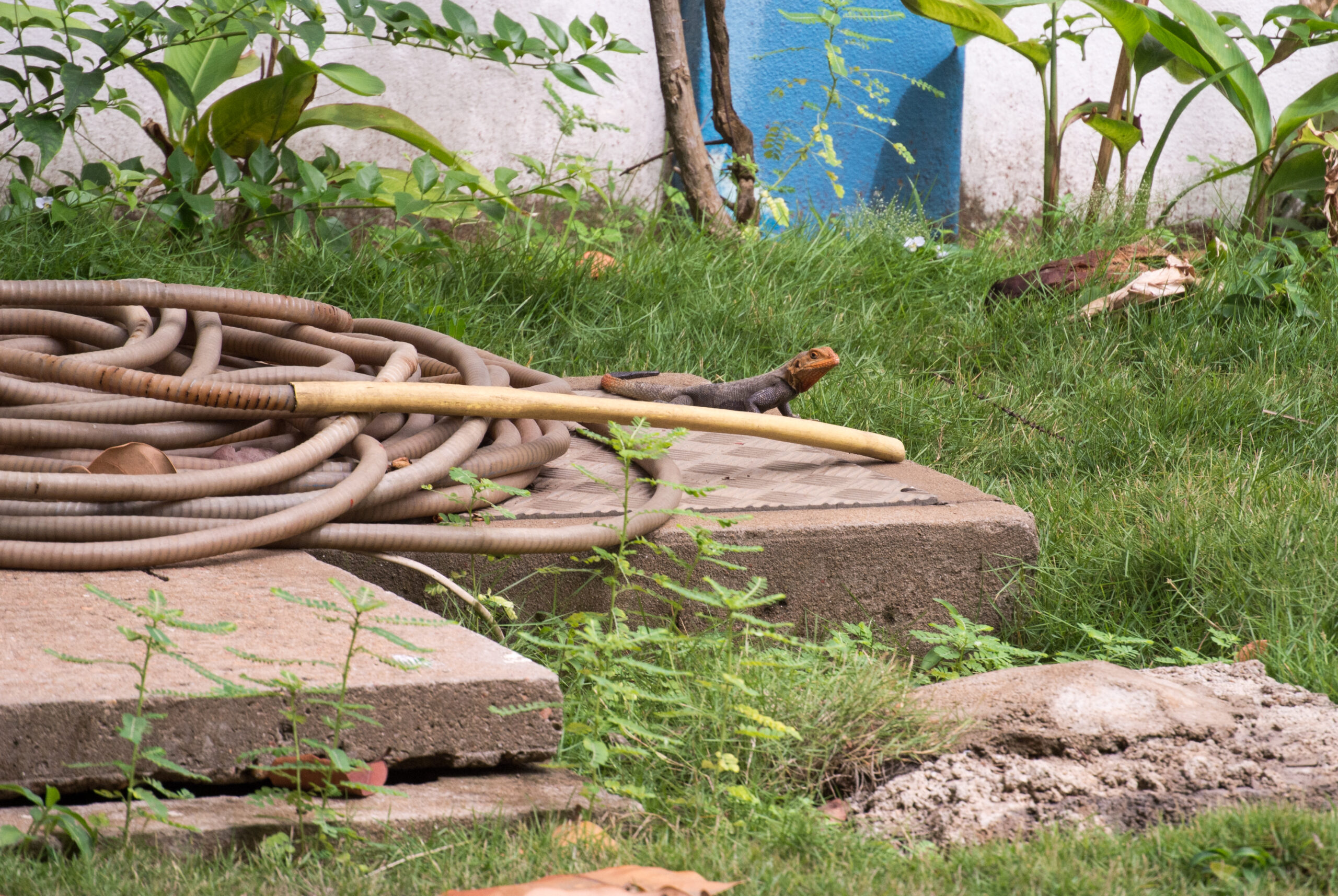 70 Ein Salamander sitzt an einem Gartenschlauch, der aufgerollt auf dem Boden liegt