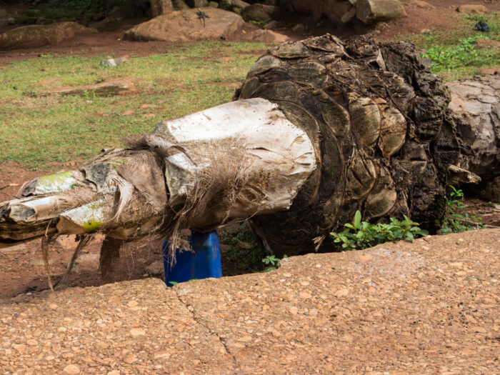 Stamm einer gefällten Palme, aus der Palmwein in einen blauen Plastikkanister läuft - Kpalimé/Togo