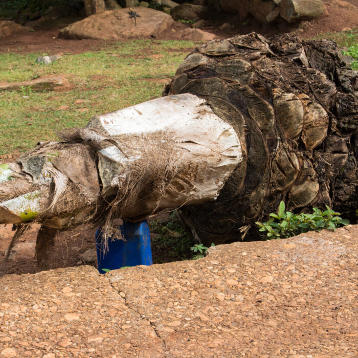 58 Stamm einer gefällten Palme, aus der Palmwein in einen blauen Plastikkanister läuft - Kpalimé/Togo