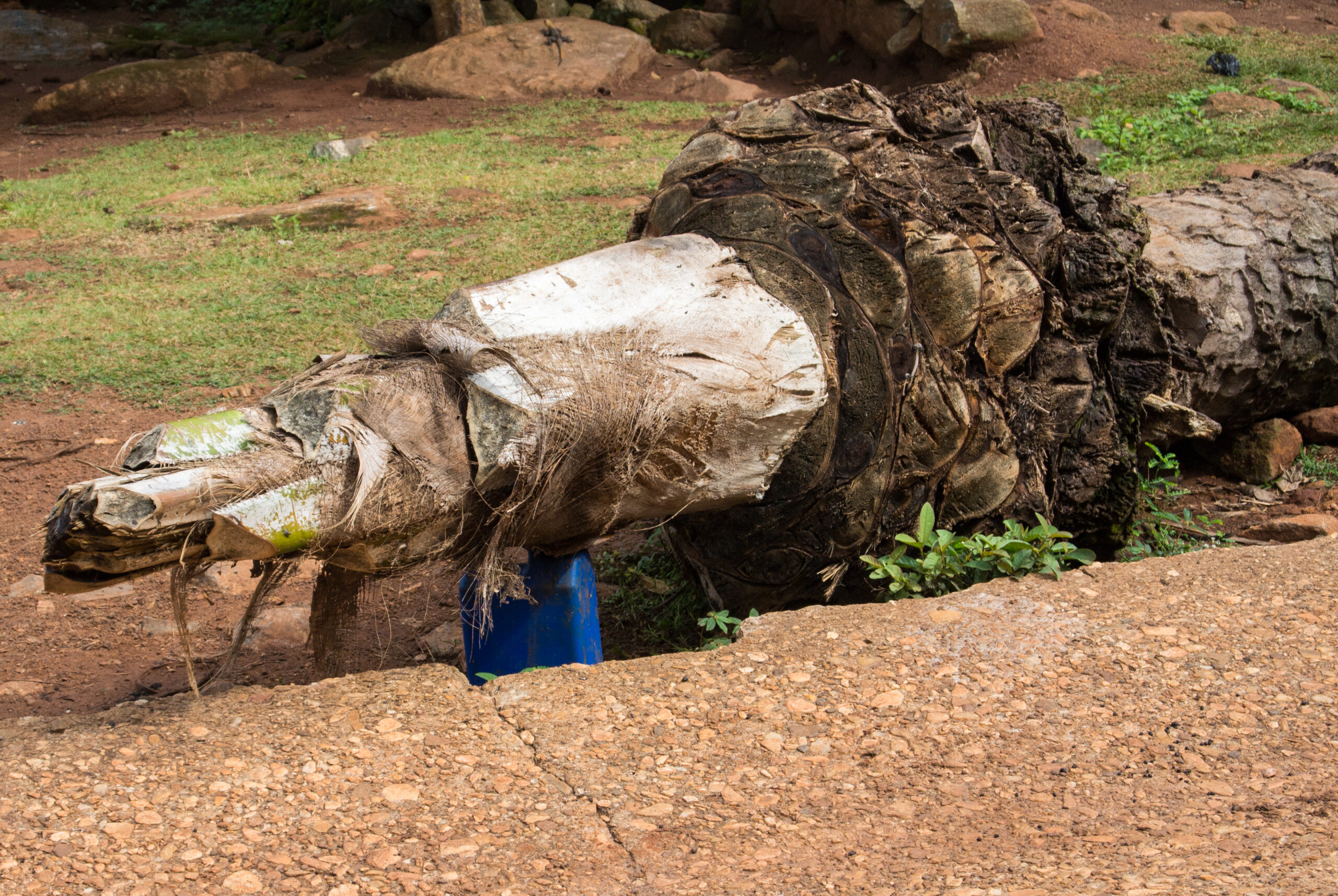 Stamm einer gefällten Palme, aus der Palmwein in einen blauen Plastikkanister läuft - Kpalimé/Togo