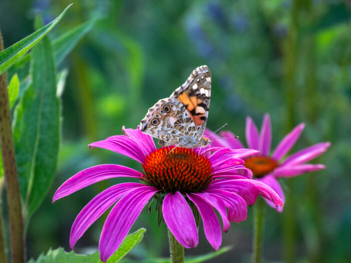 Blüte mit Schmetterling