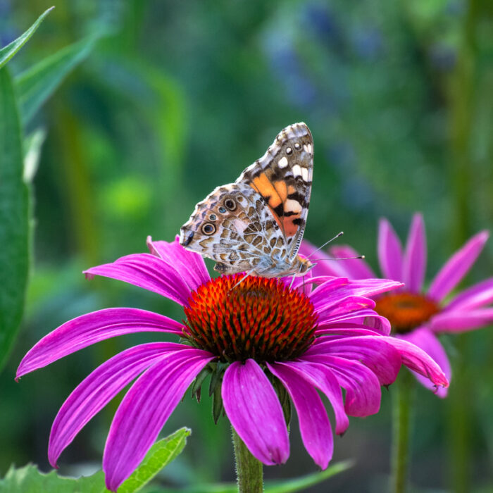 Blüte mit Schmetterling