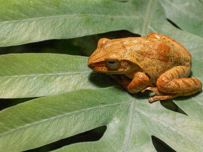 Frosch auf einem Blatt
