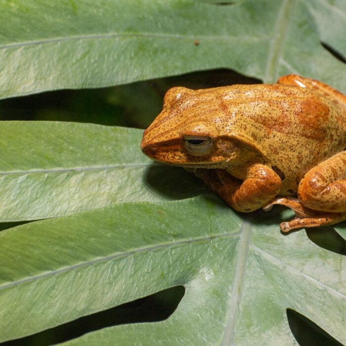 Frosch auf einem Blatt