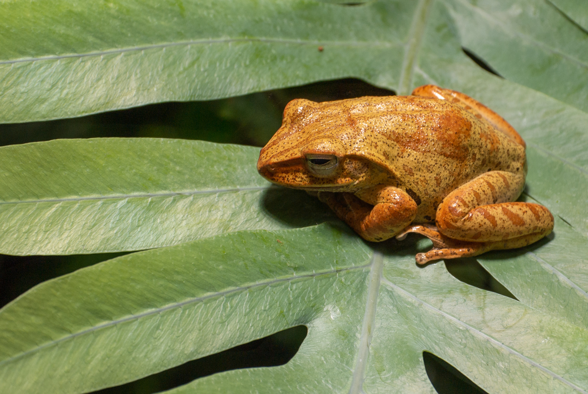 Frosch auf einem Blatt