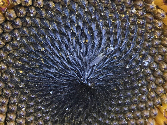 Sonnenblume