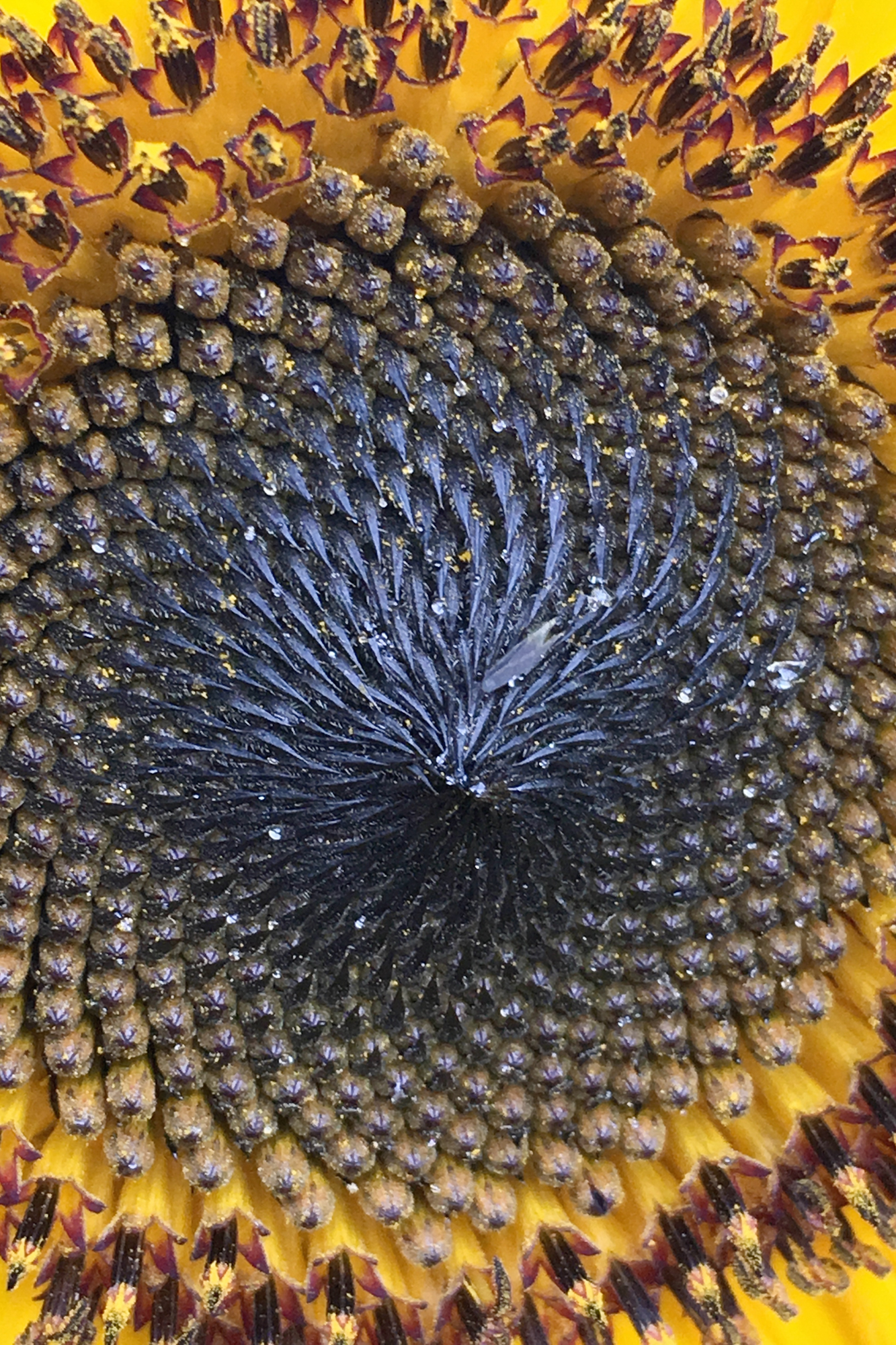 Sonnenblume