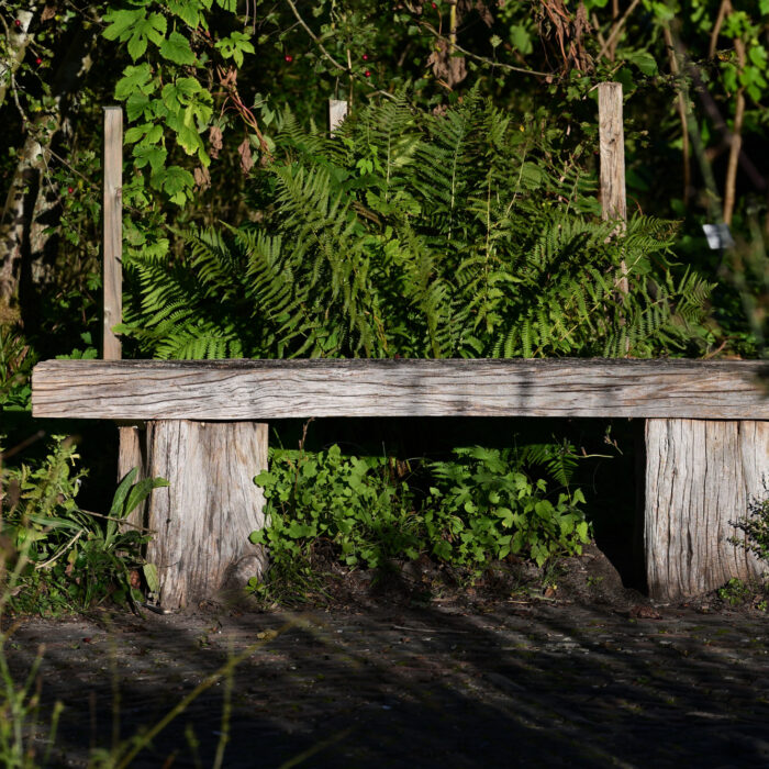 Sitzbank aus rohem Holz im Abendlicht