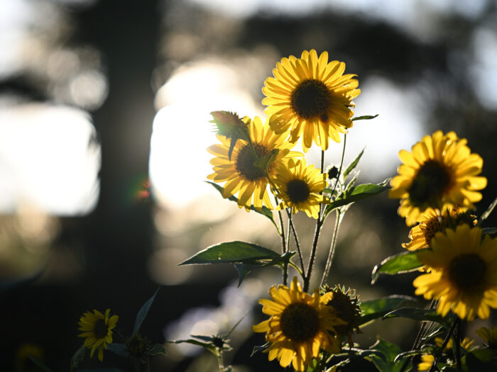 Sonnenblumen im Abendlicht