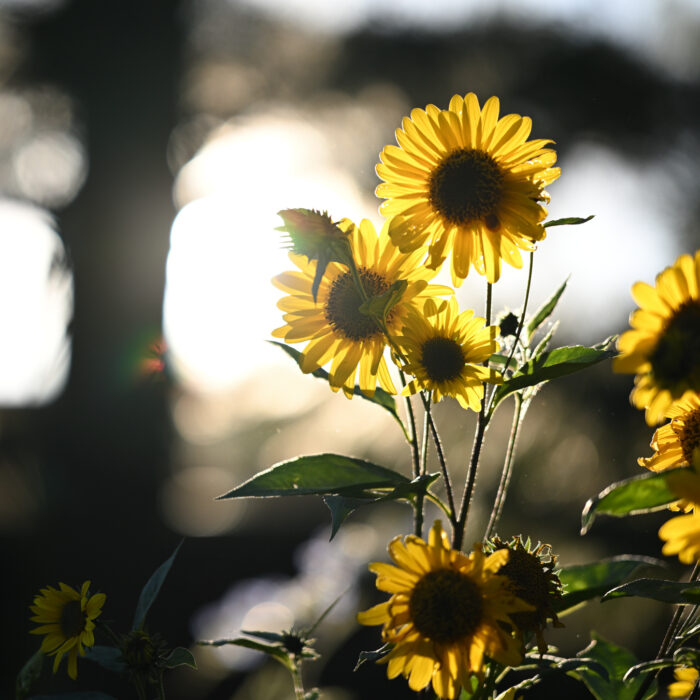 Sonnenblumen im Abendlicht