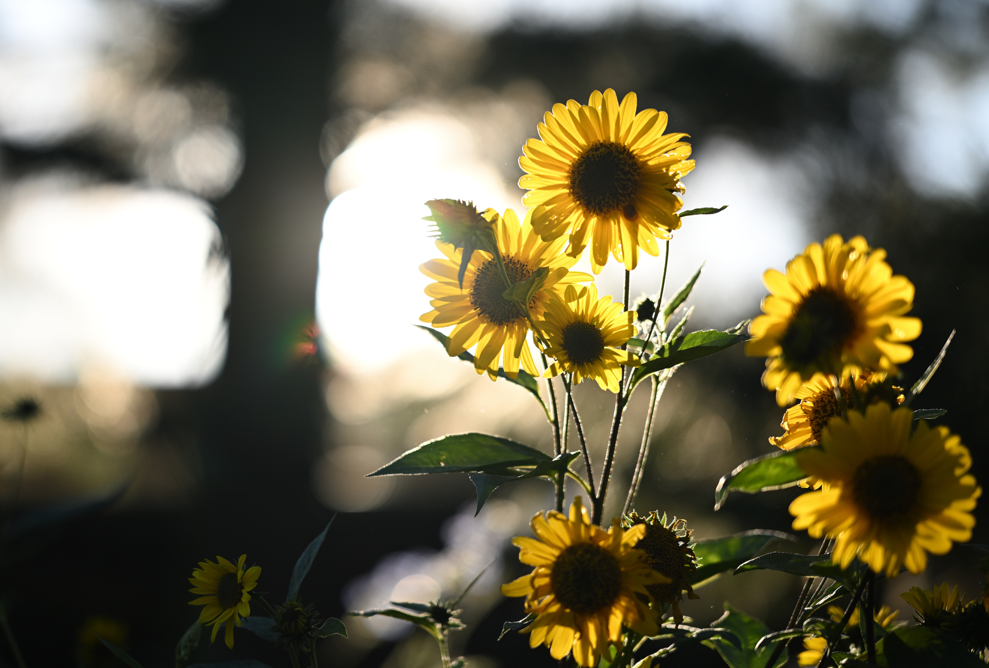 Sonnenblumen im Abendlicht