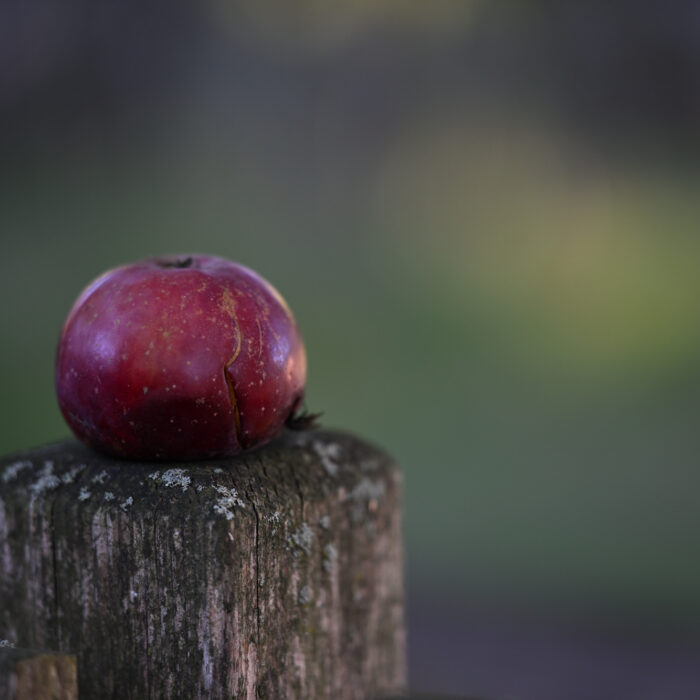 88 roter Apfel auf einem Pfosten liegend