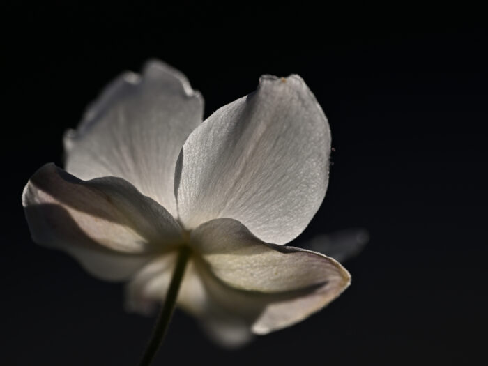 weiße Blüte vor dunklem Hintergrund