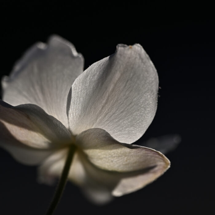 weiße Blüte vor dunklem Hintergrund
