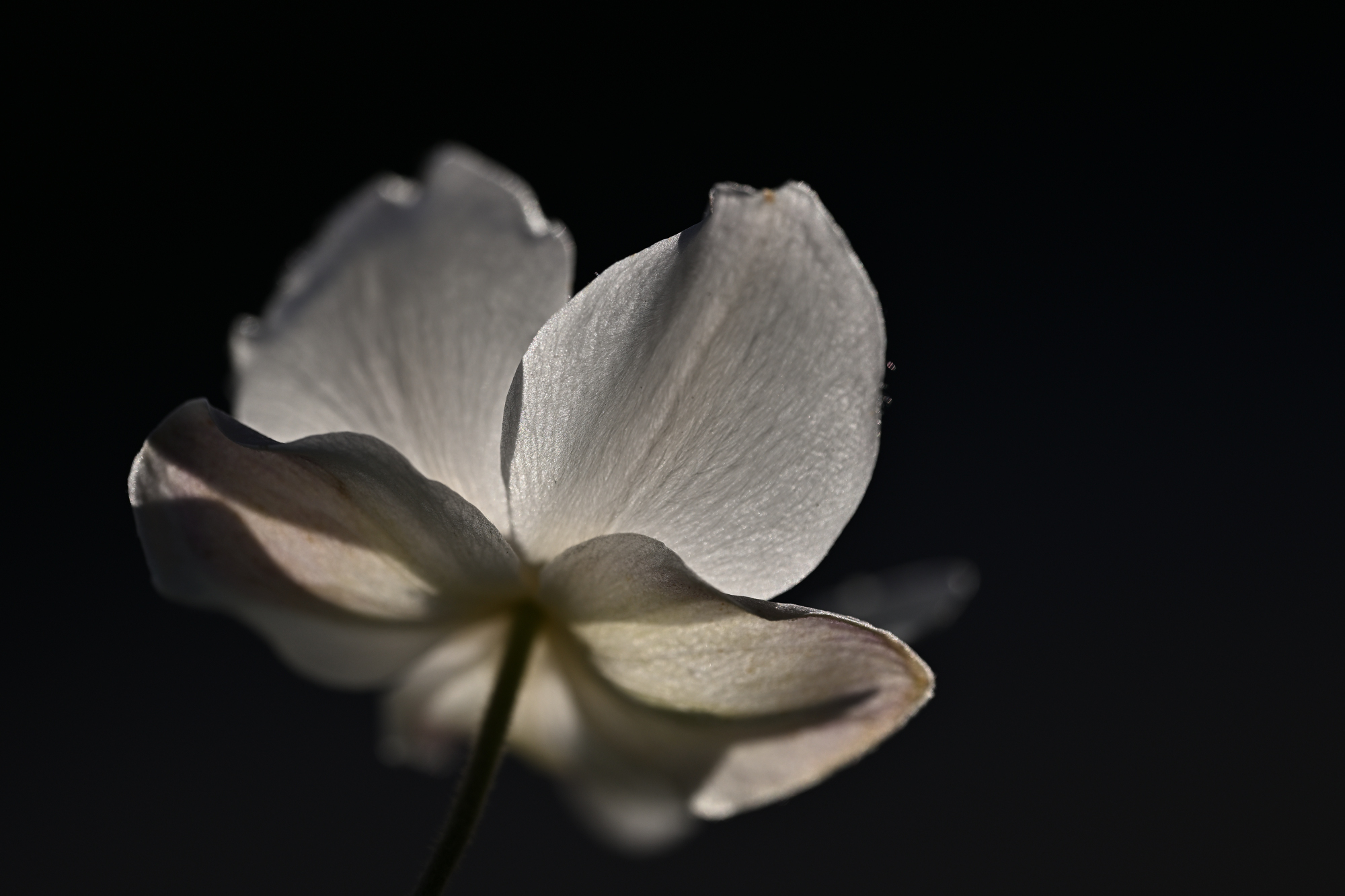 weiße Blüte vor dunklem Hintergrund