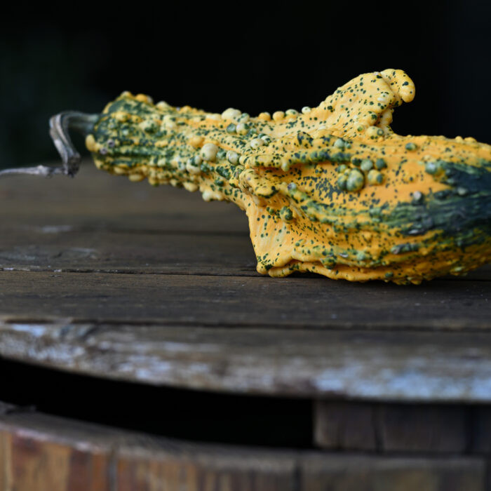 111 Zierkürbis auf einem Brunnendeckel aus Holz