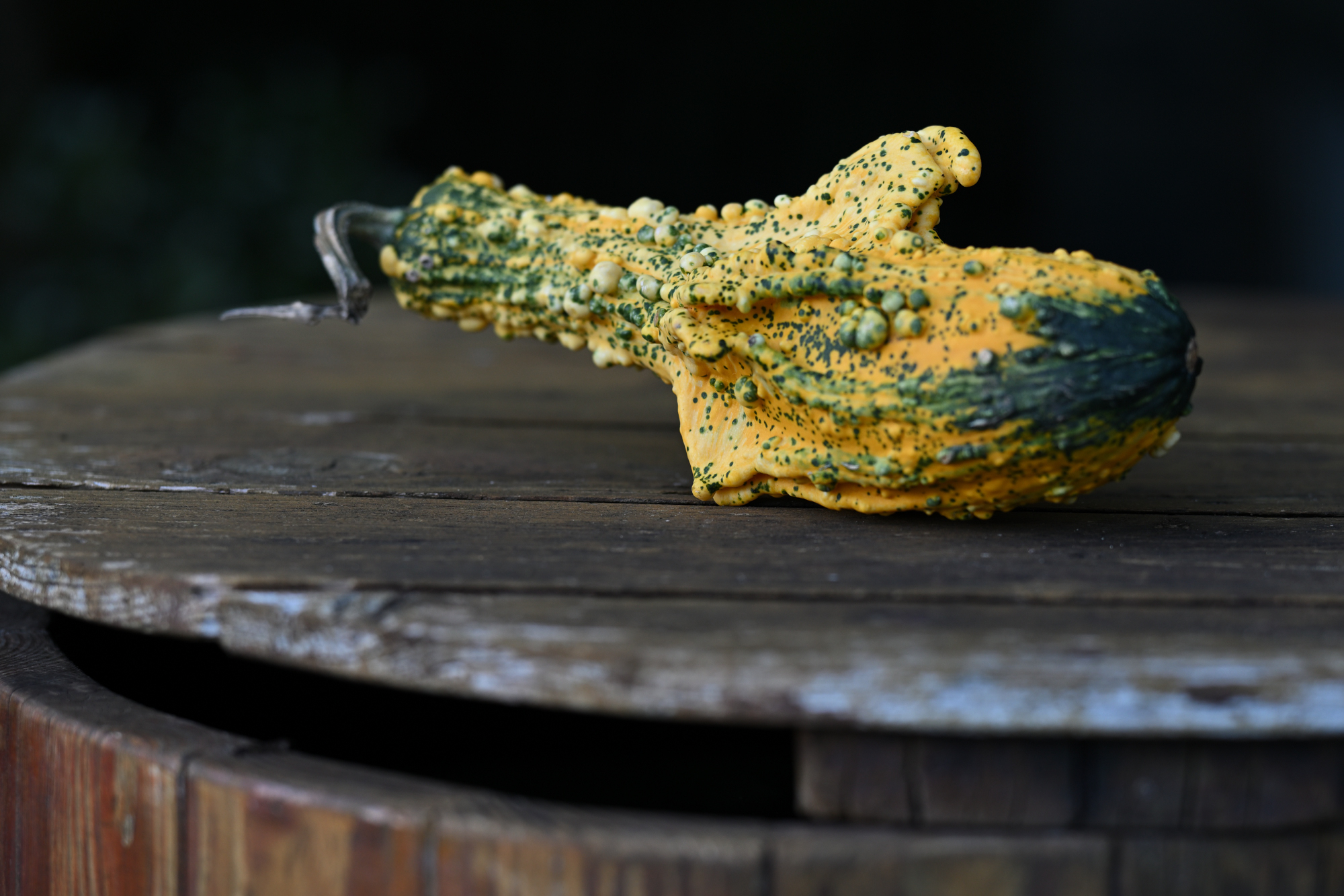 111 Zierkürbis auf einem Brunnendeckel aus Holz