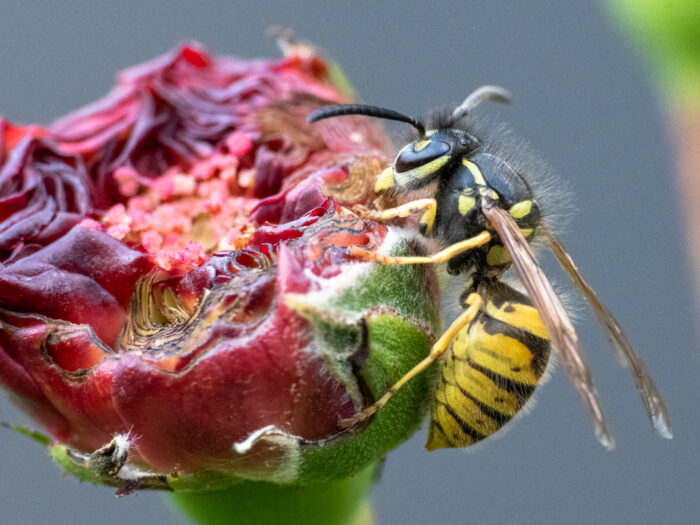 Wespe auf einer Rosenknospe