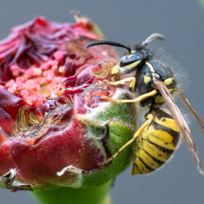 Wespe auf einer Rosenknospe