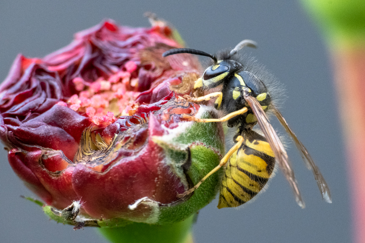 Wespe auf einer Rosenknospe