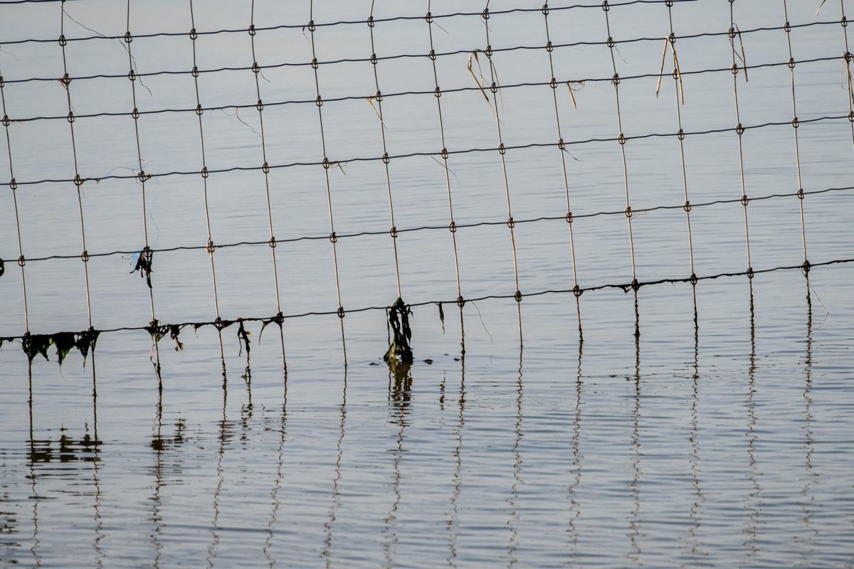 Drahtzaun im See
