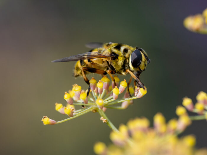 Biene auf einer Blüte