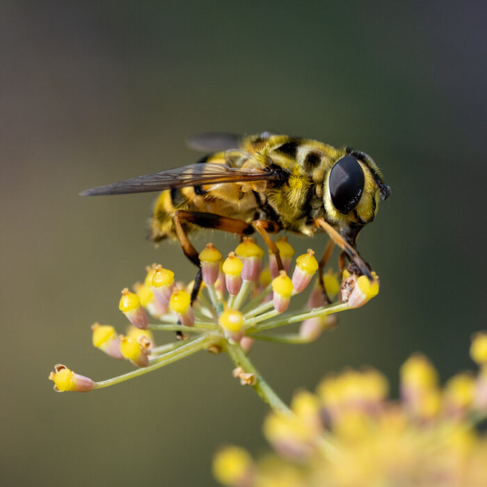 Biene auf einer Blüte