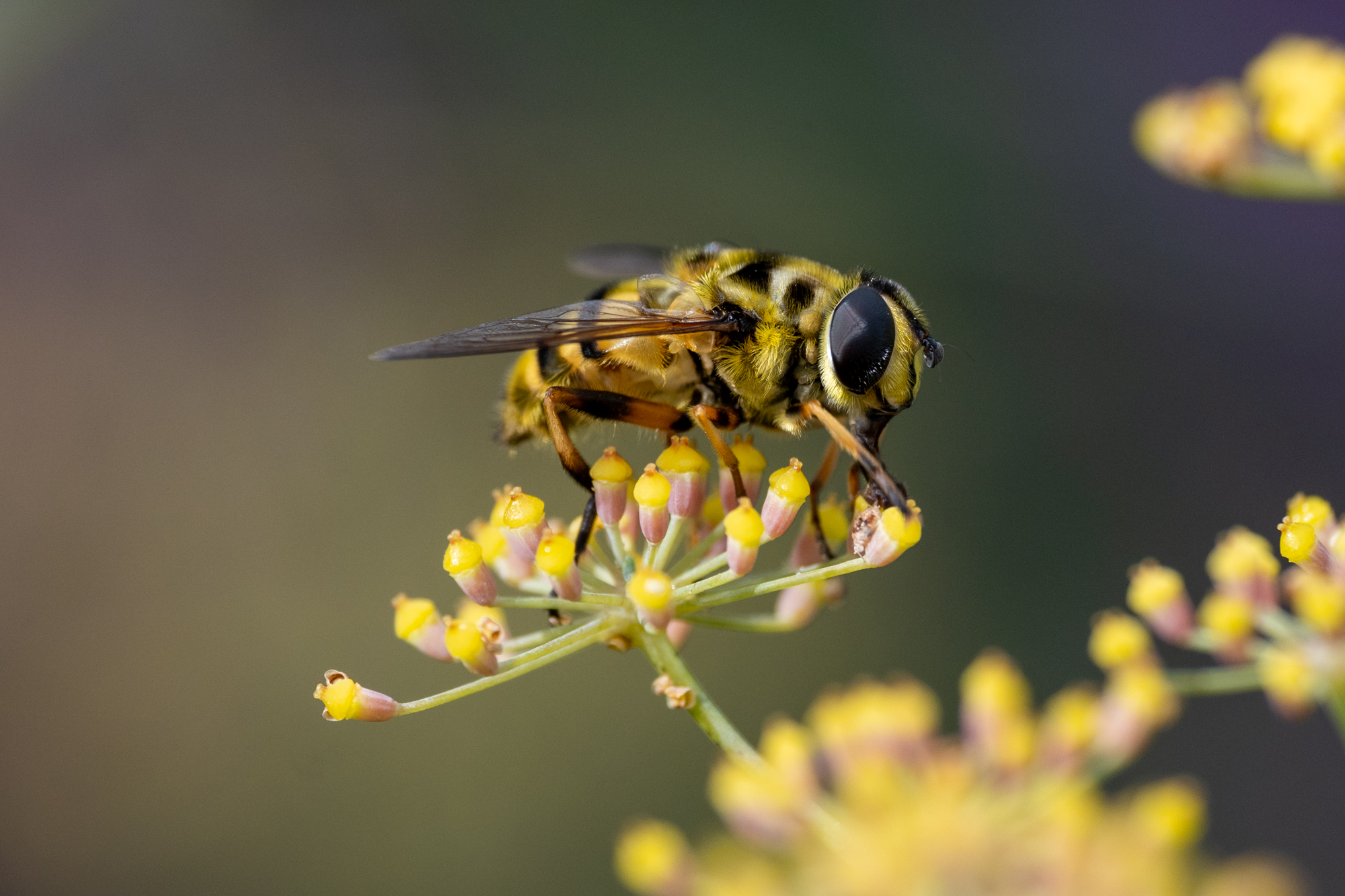 Biene auf einer Blüte
