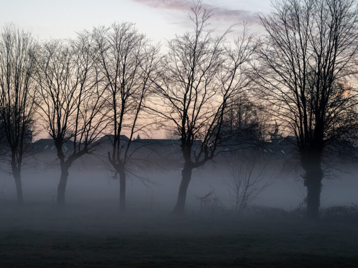 Baumreihe im Morgennebel