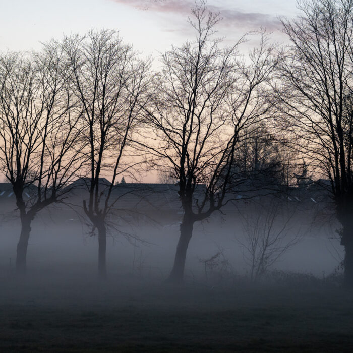 Baumreihe im Morgennebel