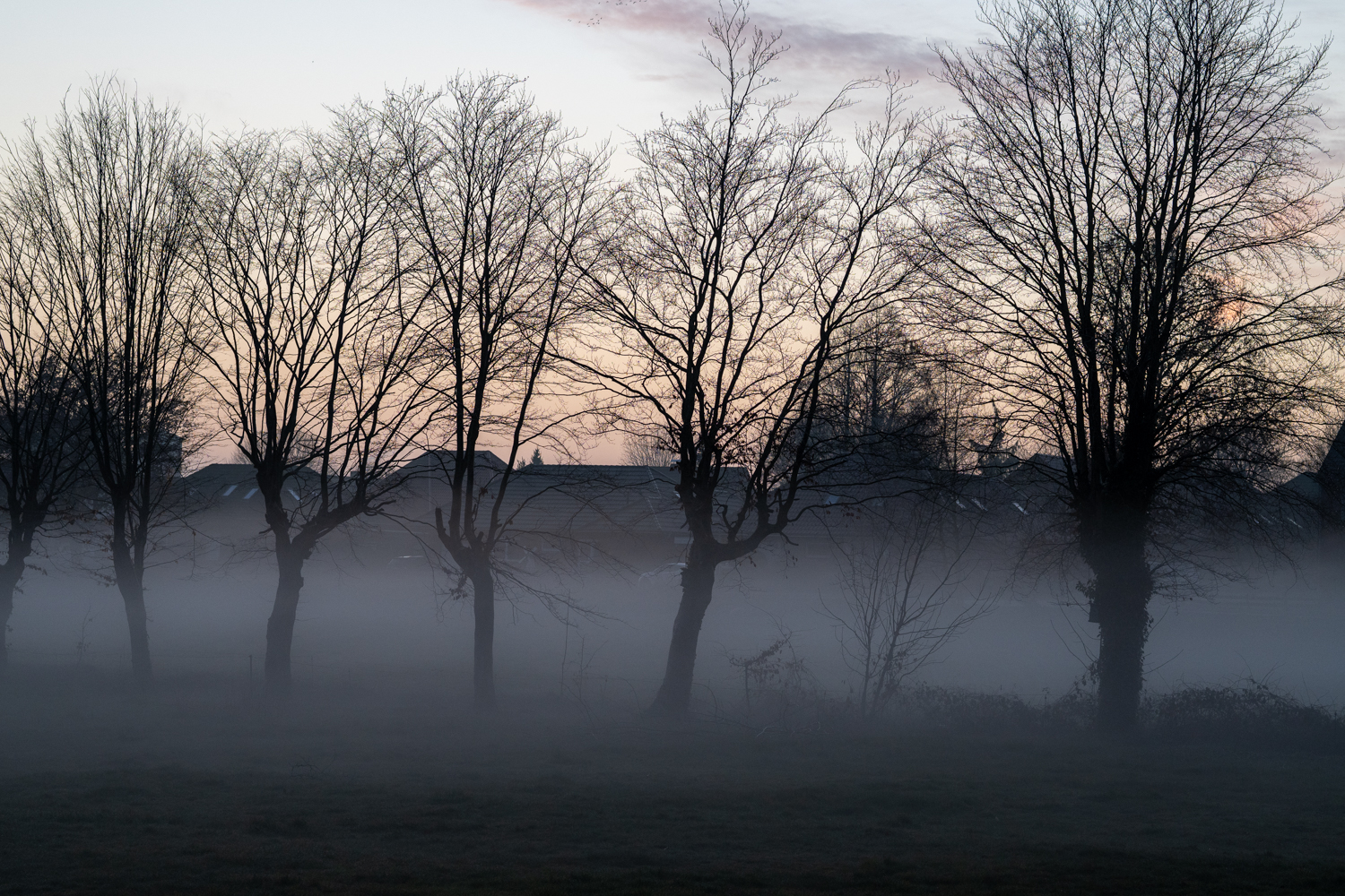 Baumreihe im Morgennebel