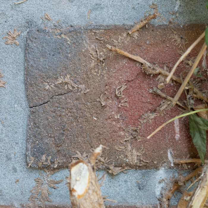 33 Efeureste am Mauerwerk