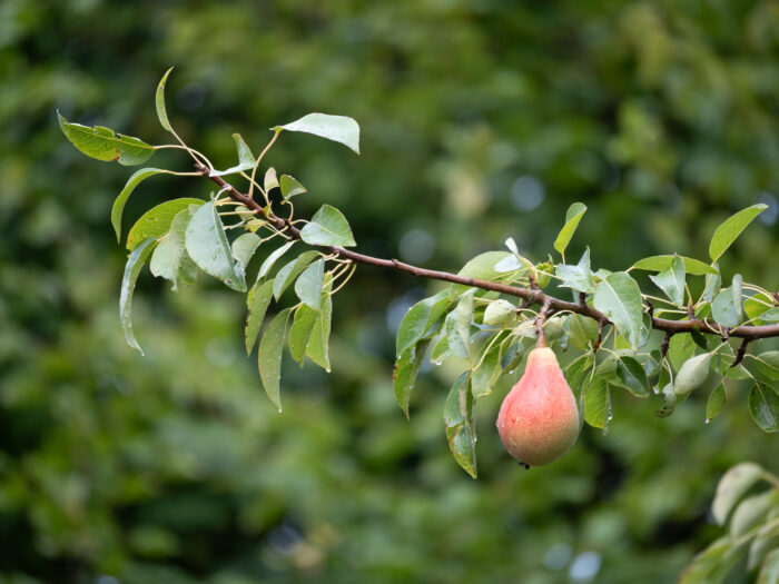 96 Einzelne Birne an einem Ast