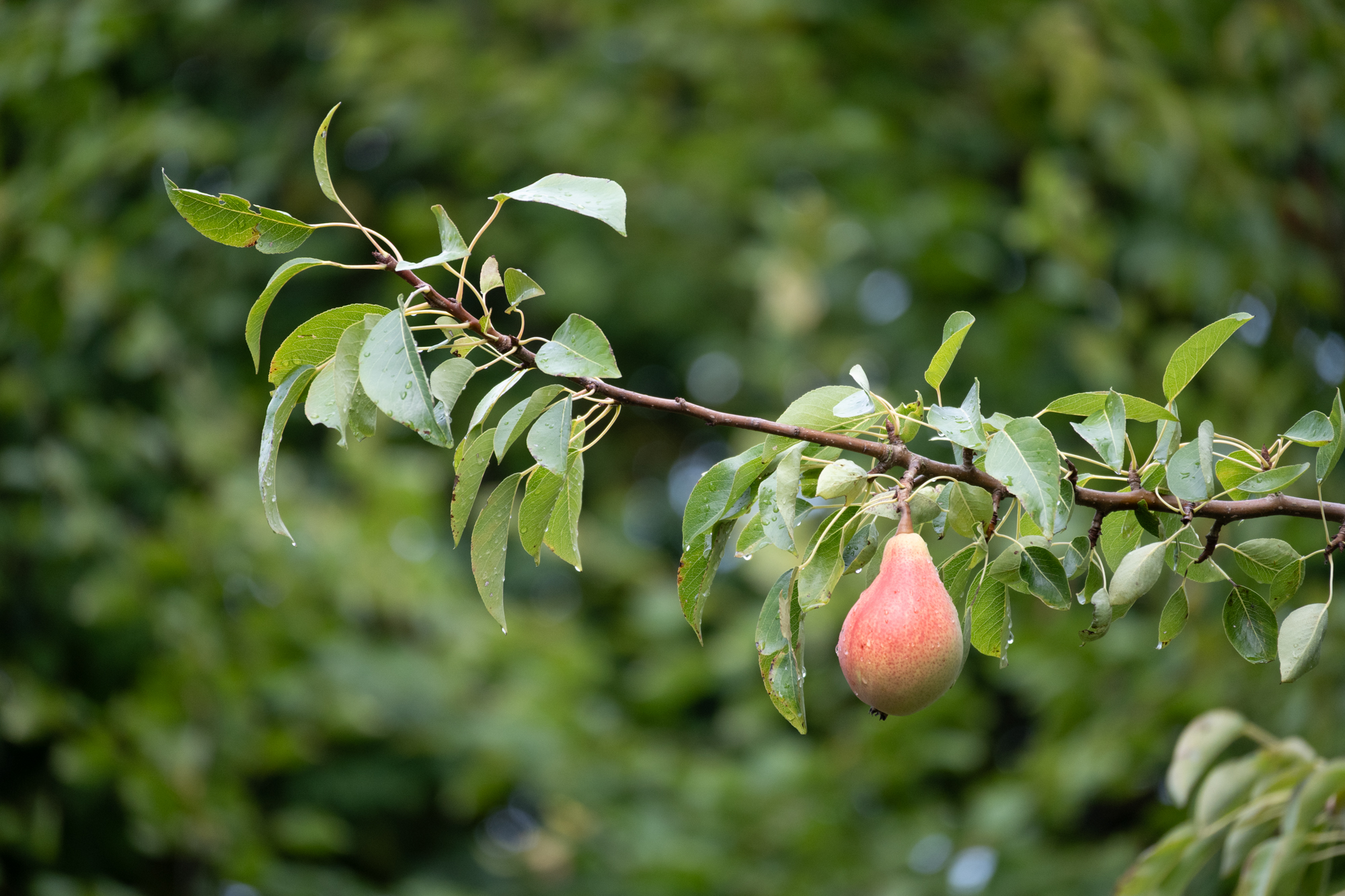 96 Einzelne Birne an einem Ast