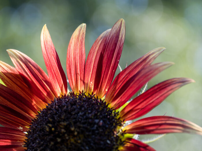 Sonnenblume
