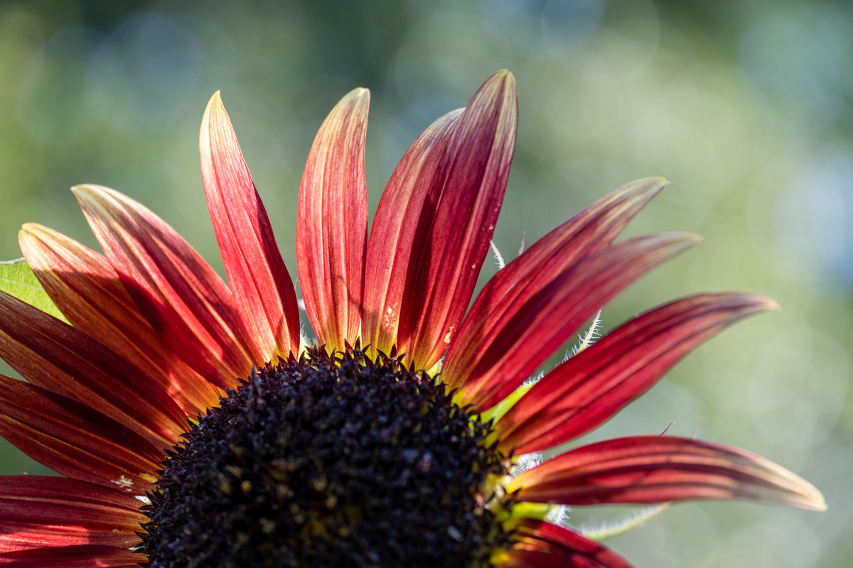 Sonnenblume