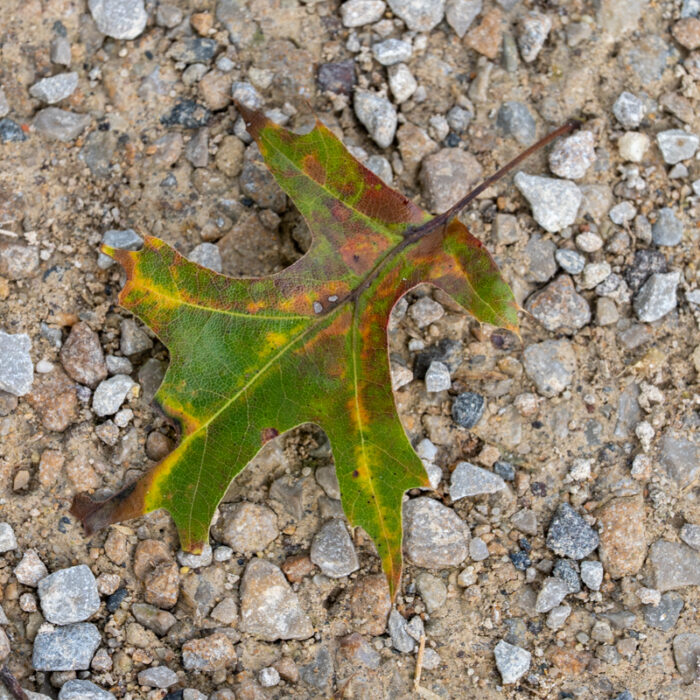 welkendes Blatt auf sandigem Grund