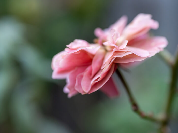 Rosenblüte