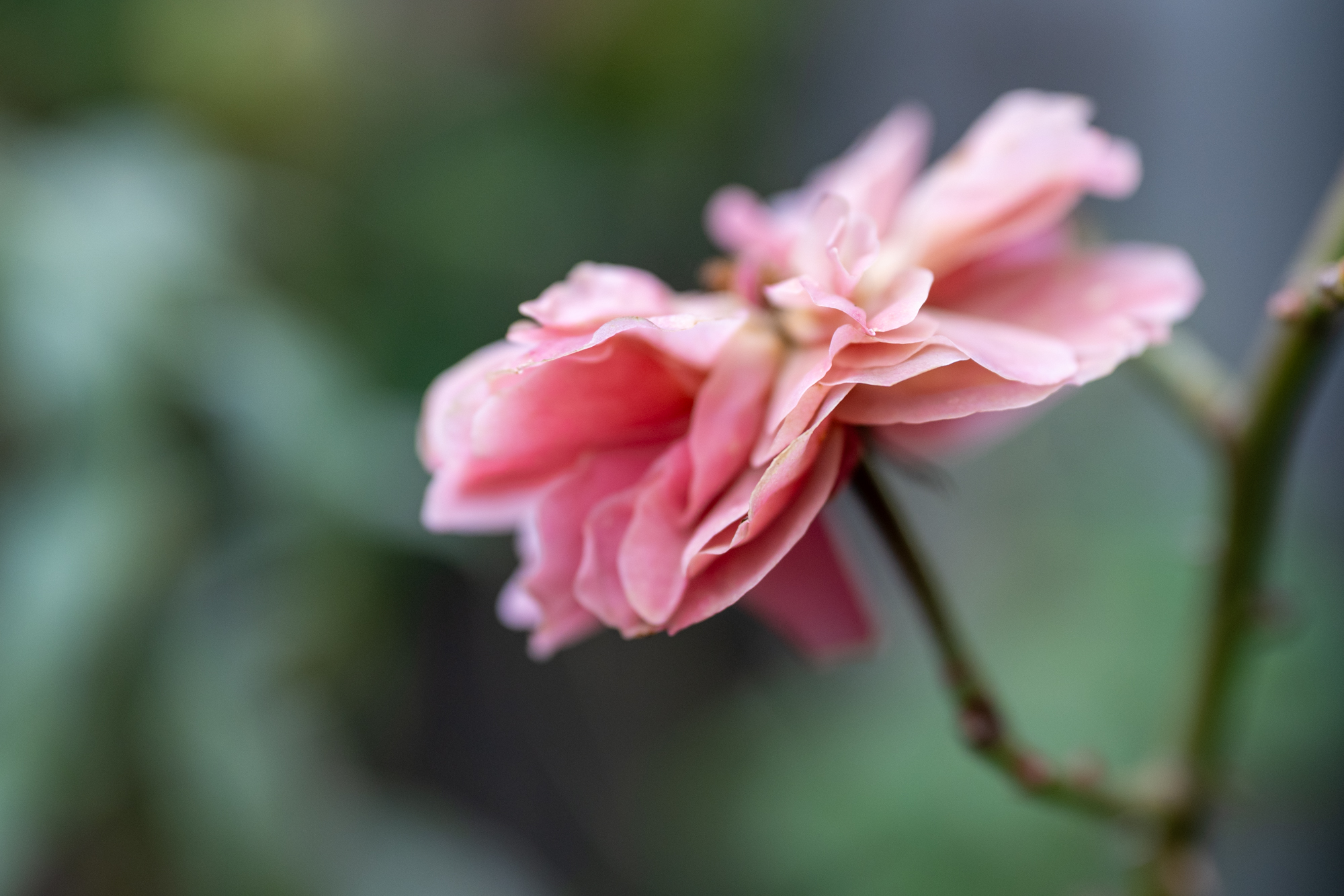 Rosenblüte