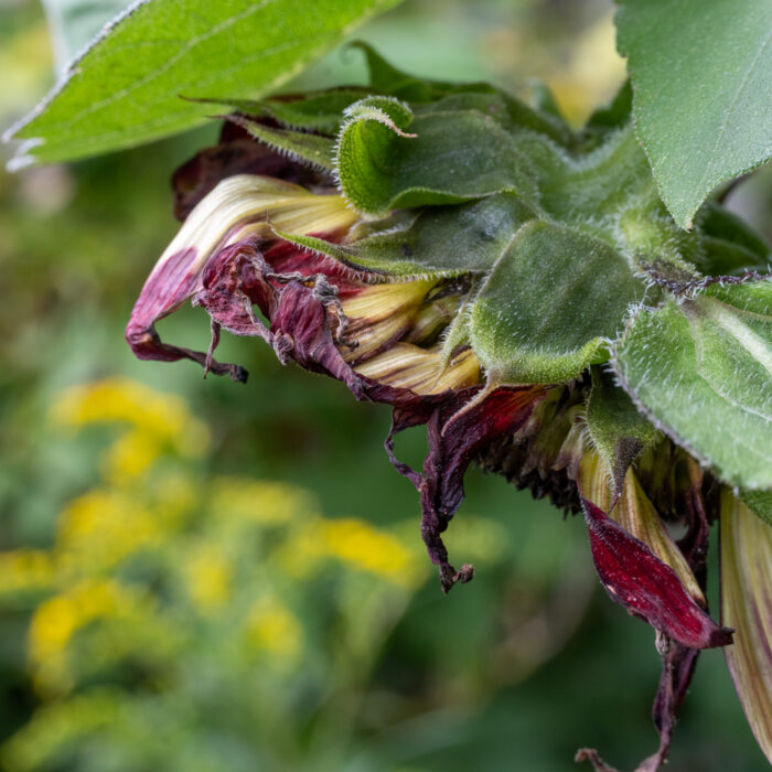 89 verblühende Sonnenblume
