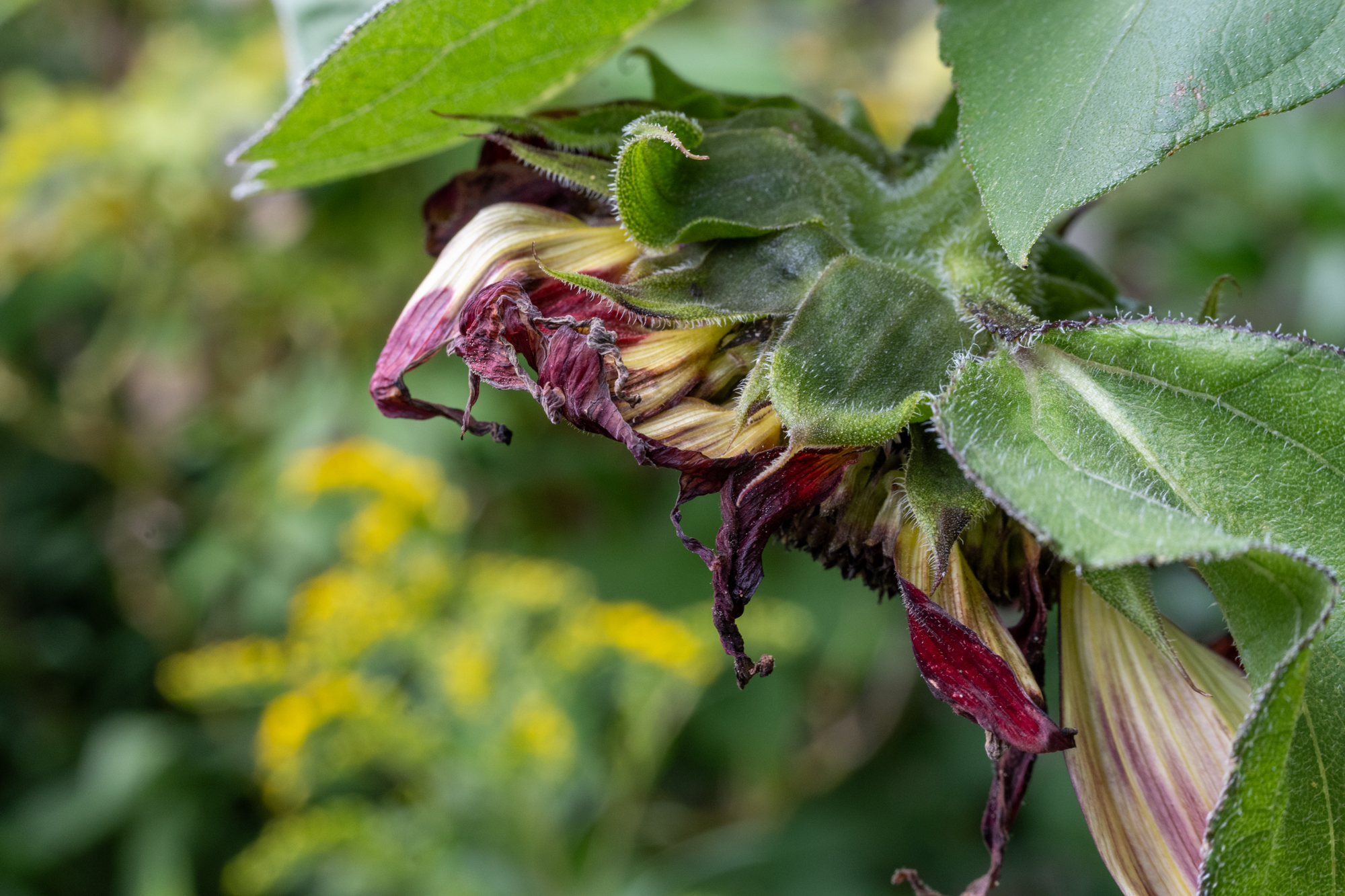 89 verblühende Sonnenblume