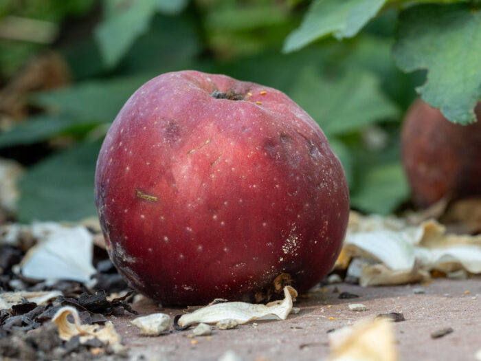69 Fallobst: Ein roter Apfel liegt auf dem Boden