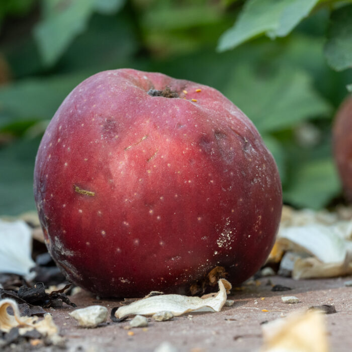 69 Fallobst: Ein roter Apfel liegt auf dem Boden
