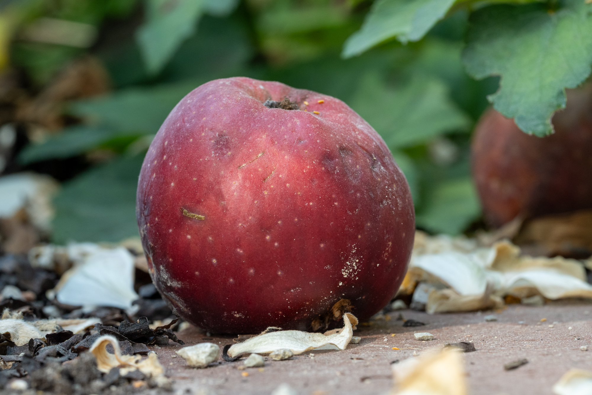 69 Fallobst: Ein roter Apfel liegt auf dem Boden