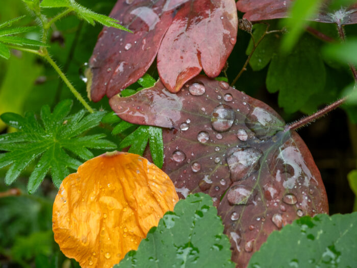 Blätter mit Wassertropfen